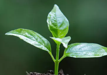 Dia Mundial do Meio Ambiente:  Você está disposto a mudar? Escola Infantil Florescer